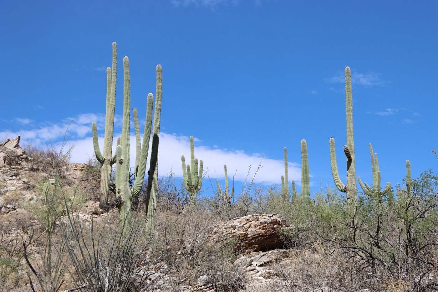 Saguaros in the Arizona desert near Surprise and El Mirage